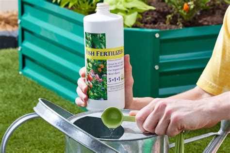 fish emulsion fertilizer|Using Fish Emulsion As an Organic Fertilizer .